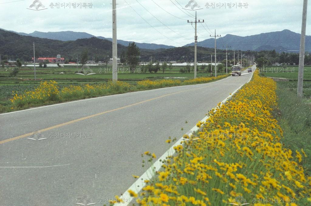 율문리 금계화 꽃길 이미지