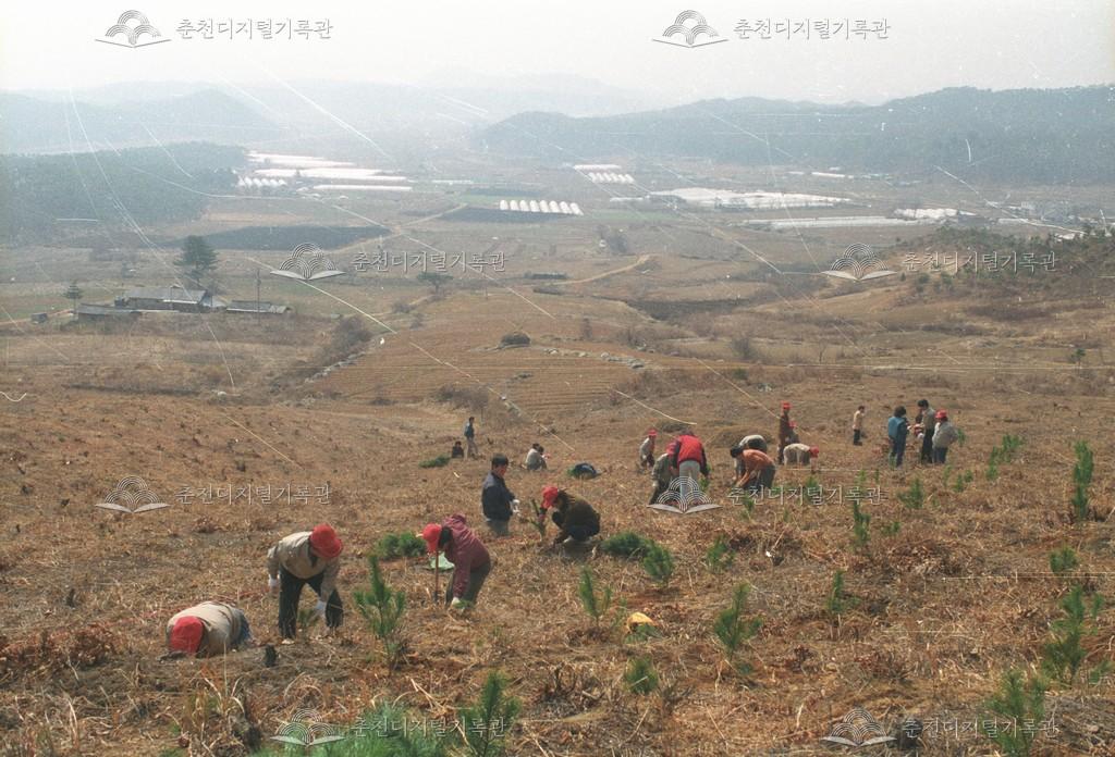 신북읍 지내리 육림의 날 행사 이미지