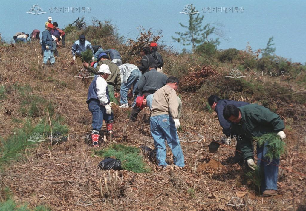 신북읍 지내리 식목일 행사 이미지