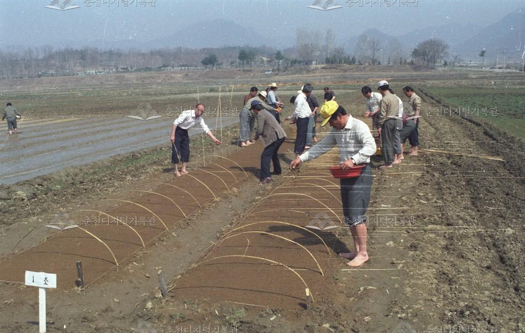 천전리 못자리 연시대회 이미지