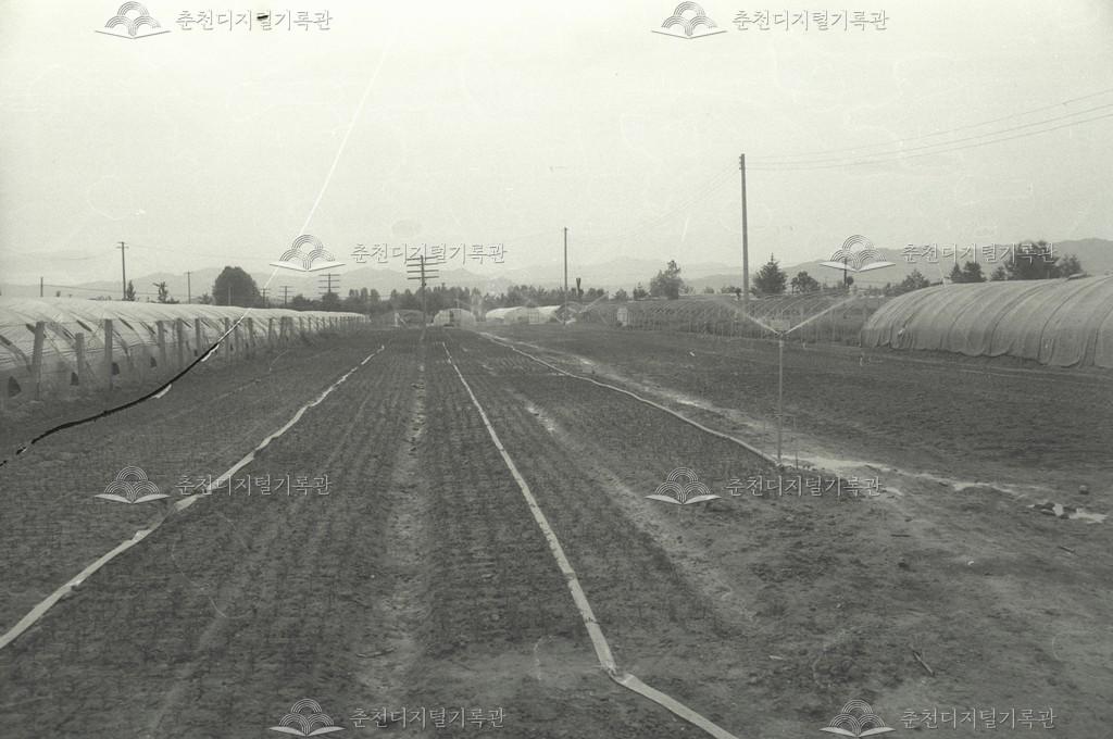 춘성군 직영 양묘장 이미지