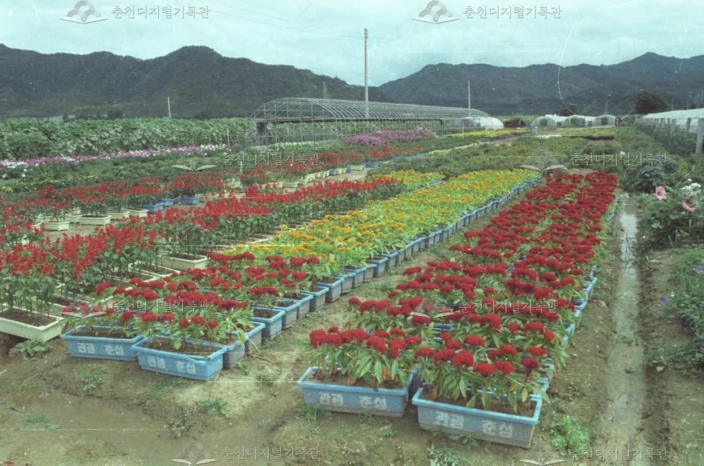 천전리 꽃 재배 이미지
