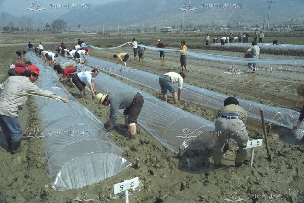 보온못자리 연시대회 이미지