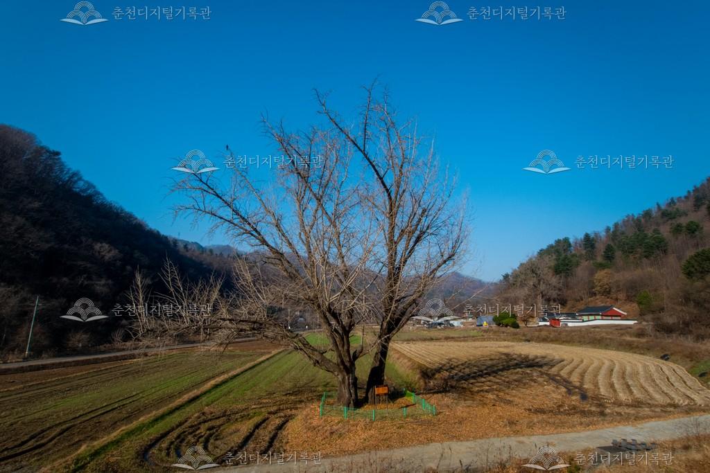가정리 은행나무 이미지