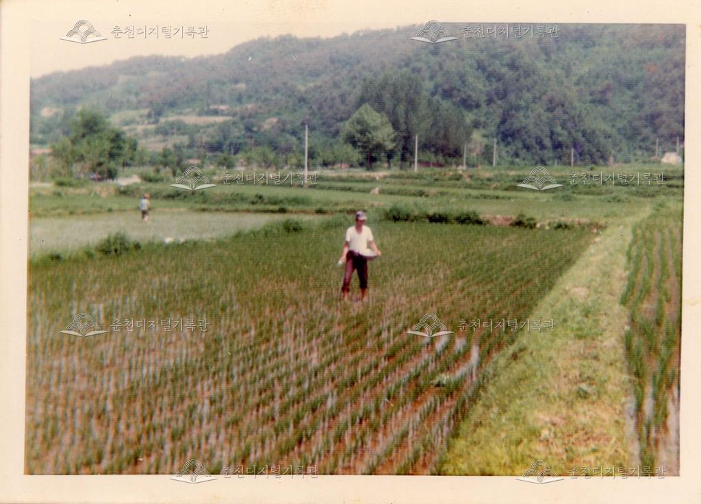 동산면 원창리 논 비료 시비 모습 이미지