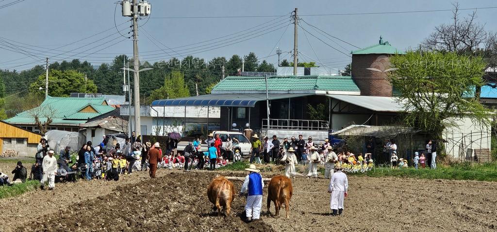 사암리 겨릿소 논갈이와 제누리 놀이 이미지