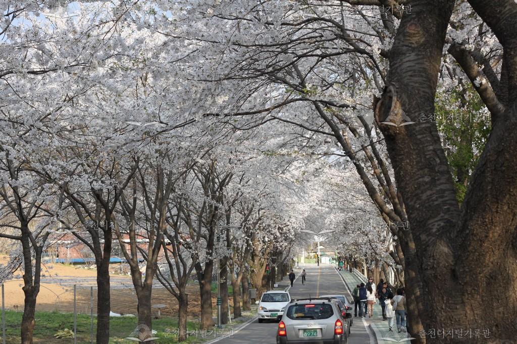 춘천댐 벚꽃 풍경 이미지