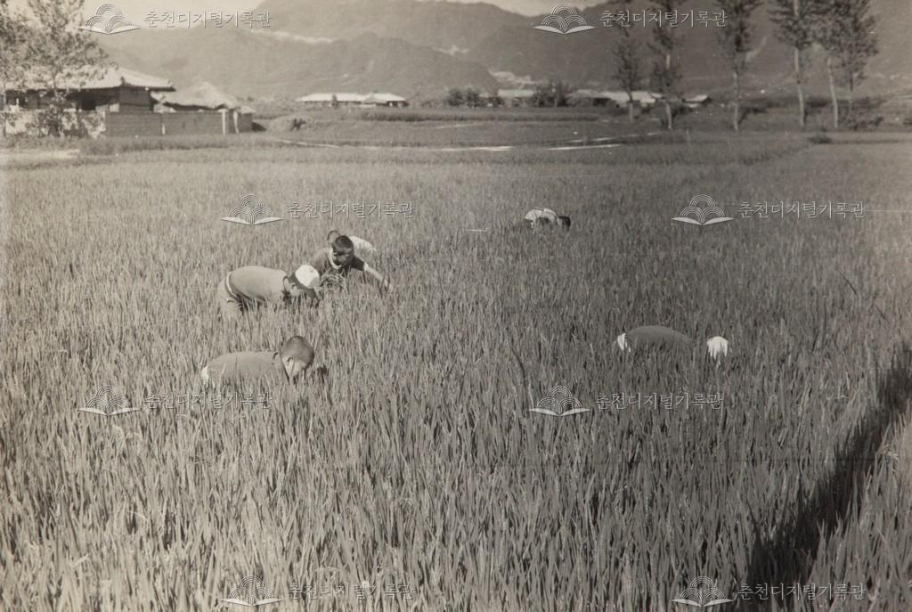 발산리 애향단 활동 이미지