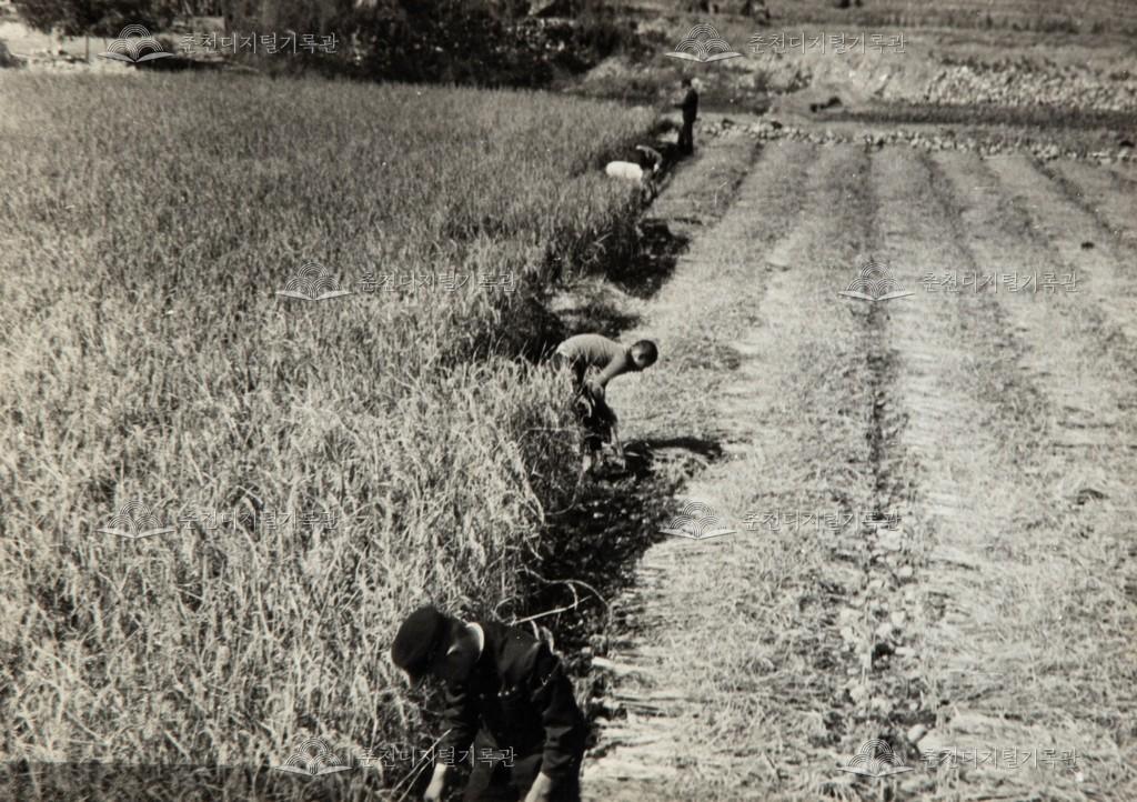 농촌 일손 돕기 이미지