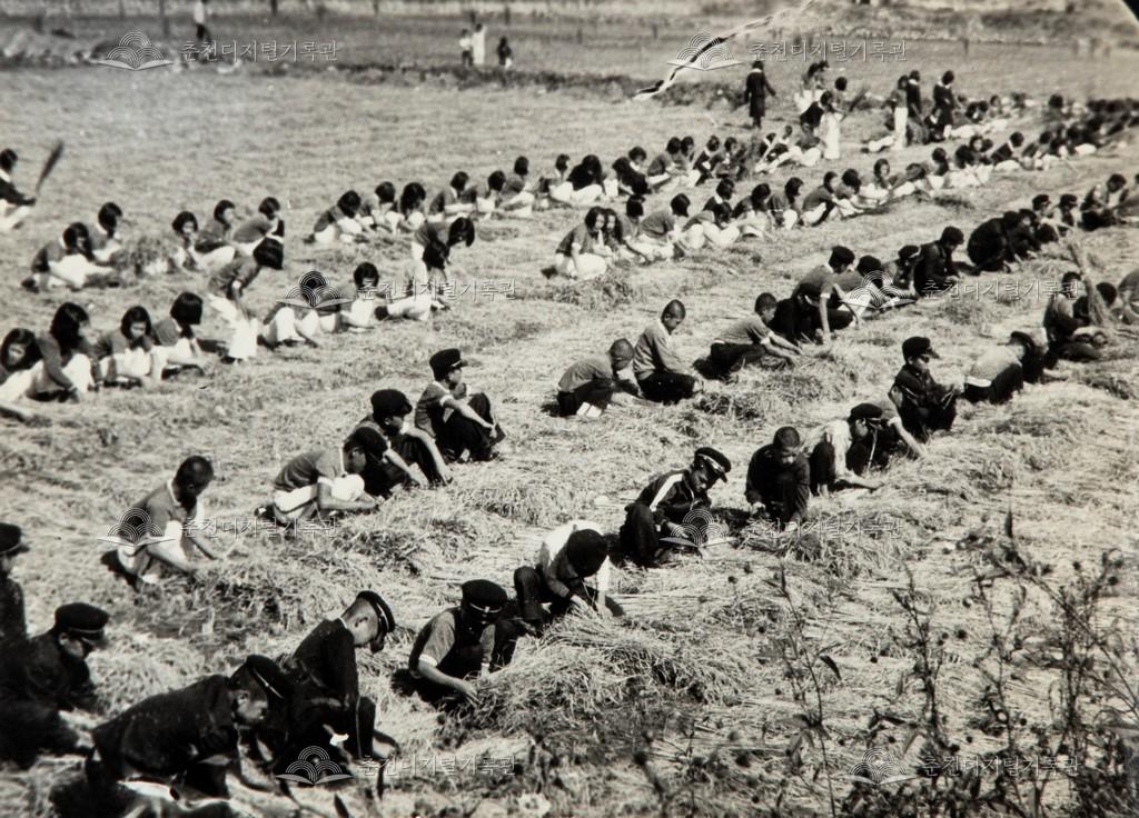 농촌 일손 돕기 이미지