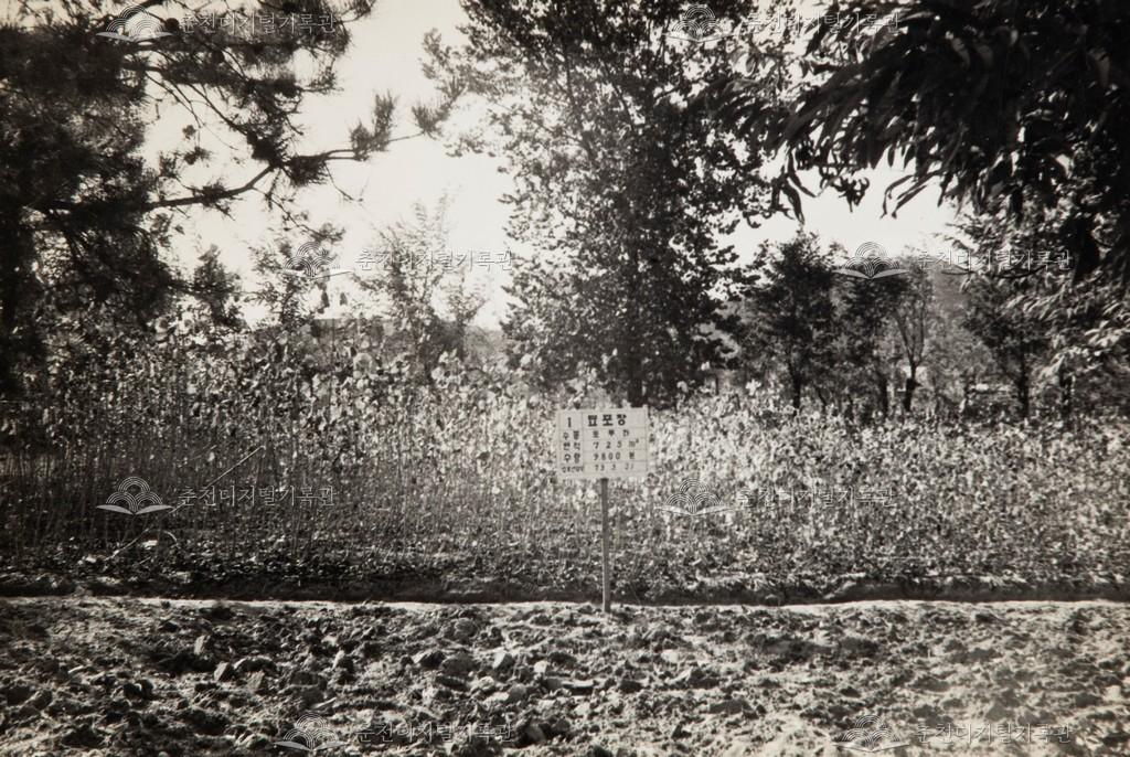 춘성중학교 양묘장 이미지