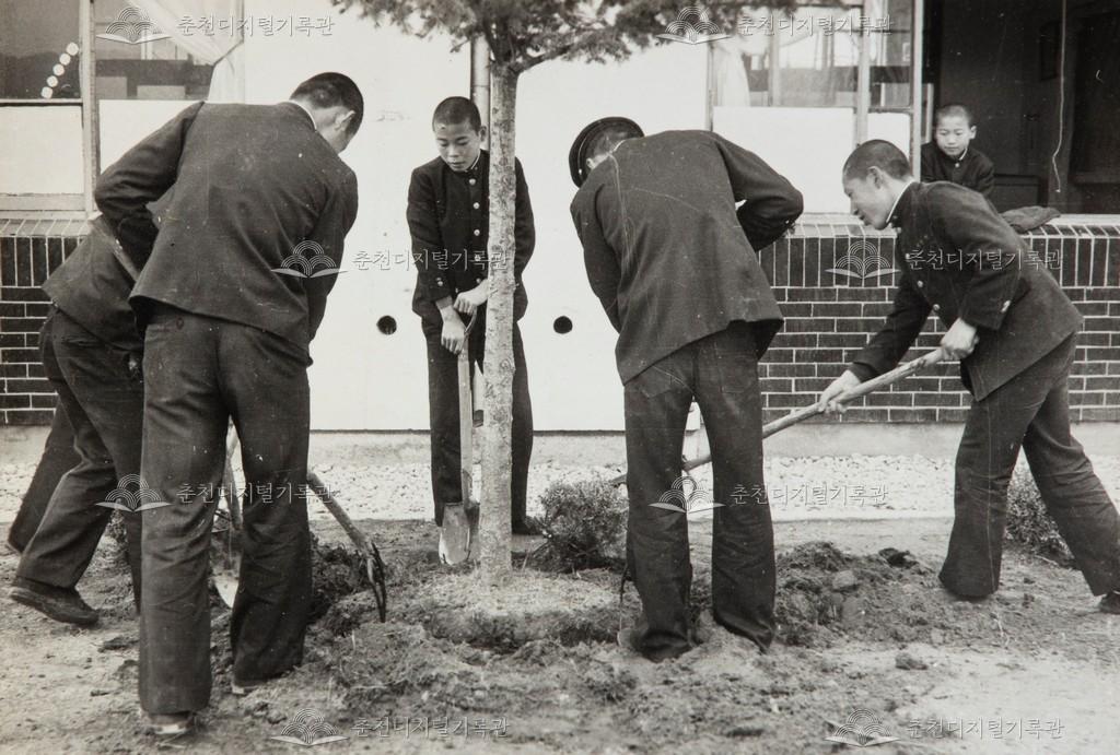 춘성중학교 교내 식수(植樹) 및 울타리 조성 이미지