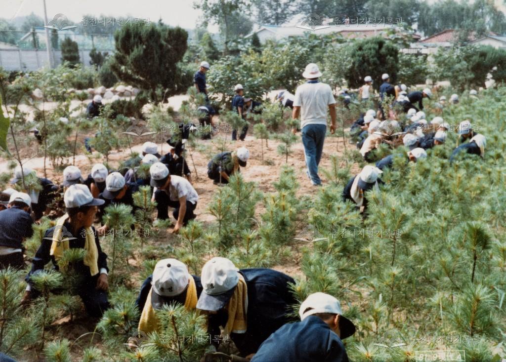 식목일 기념 식수 이미지