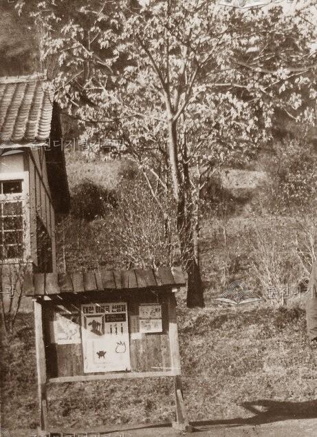 품안국민학교 가죽나무와 게시판 이미지