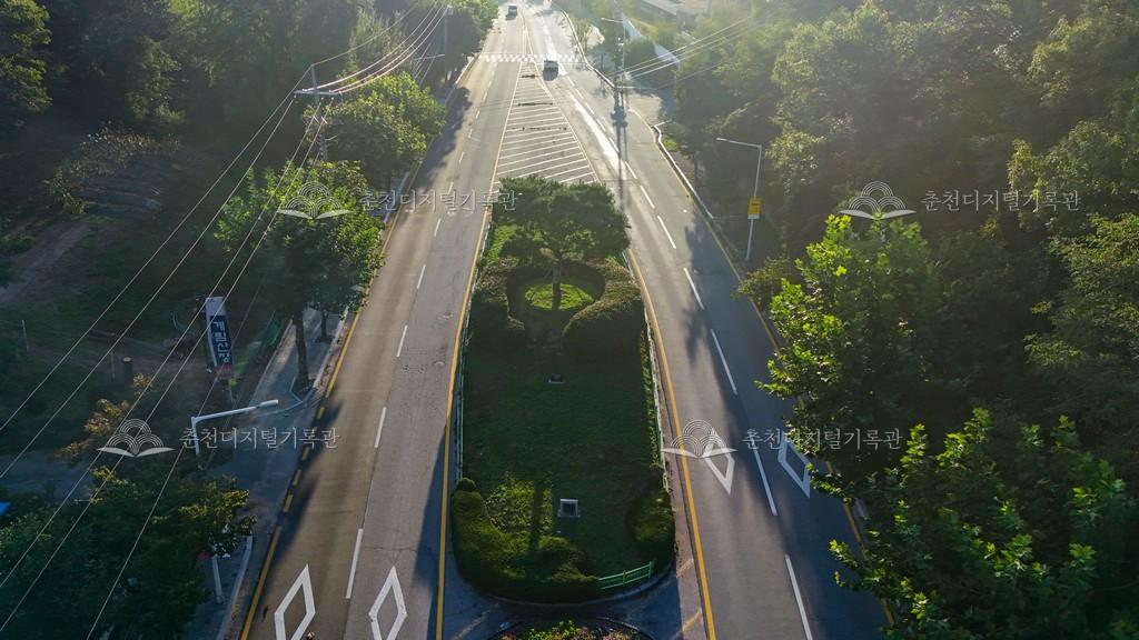 삼천동 수호목 이미지