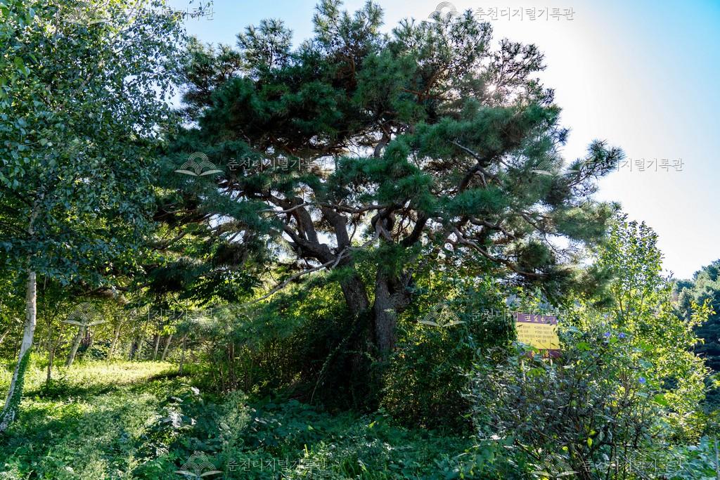 송암동 소나무 보호수 이미지