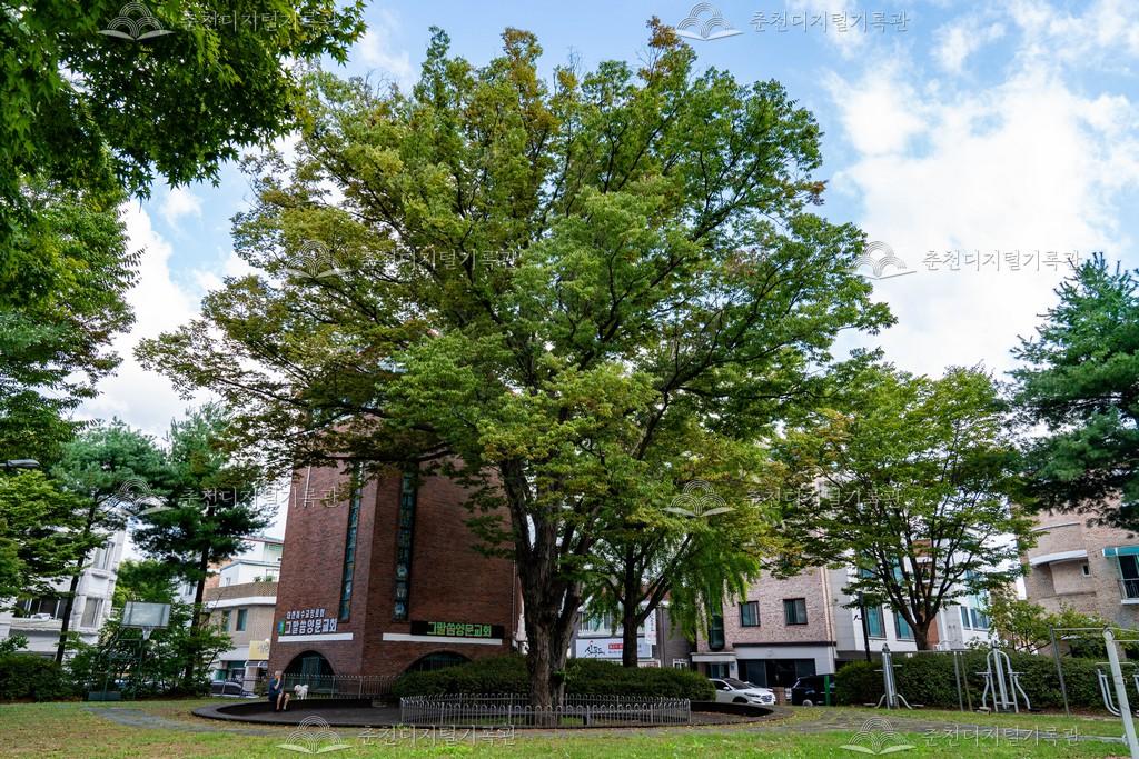 이승만 대통령 하사목 이미지