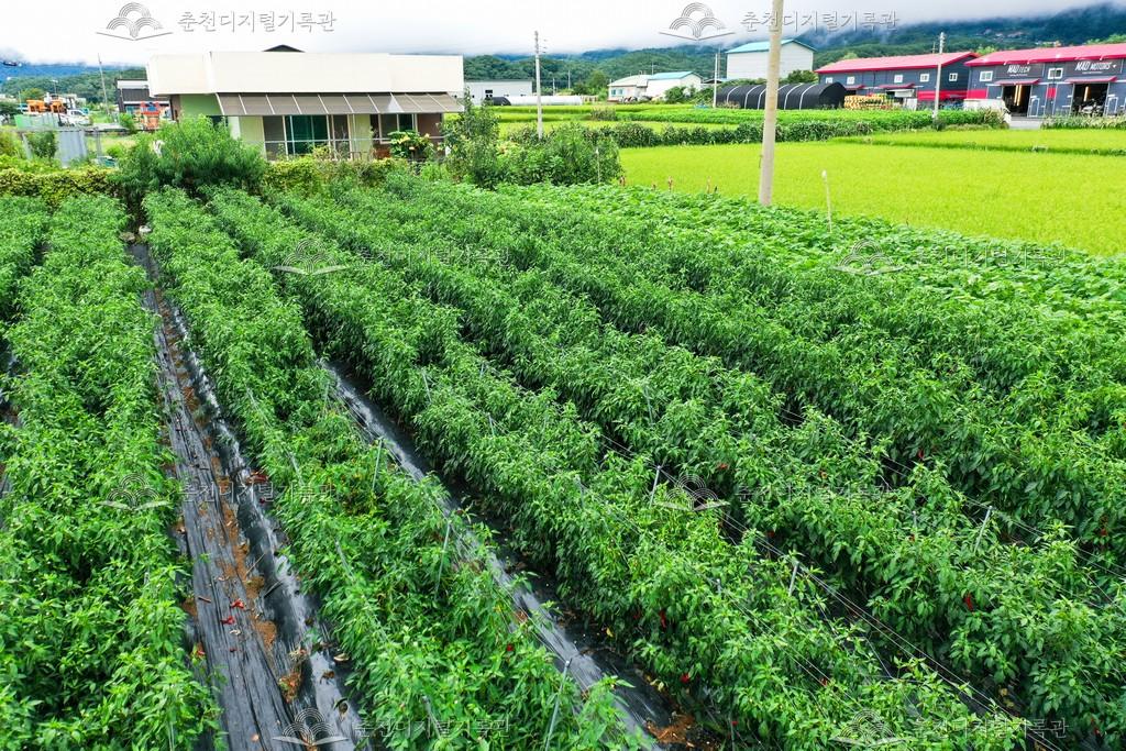 고추밭 풍경 이미지