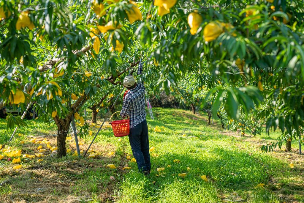 복숭아 과수원 이미지