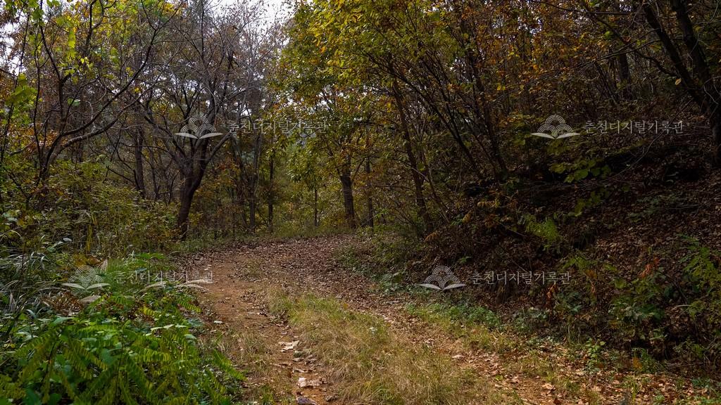 북배산 임도 자전거길 이미지