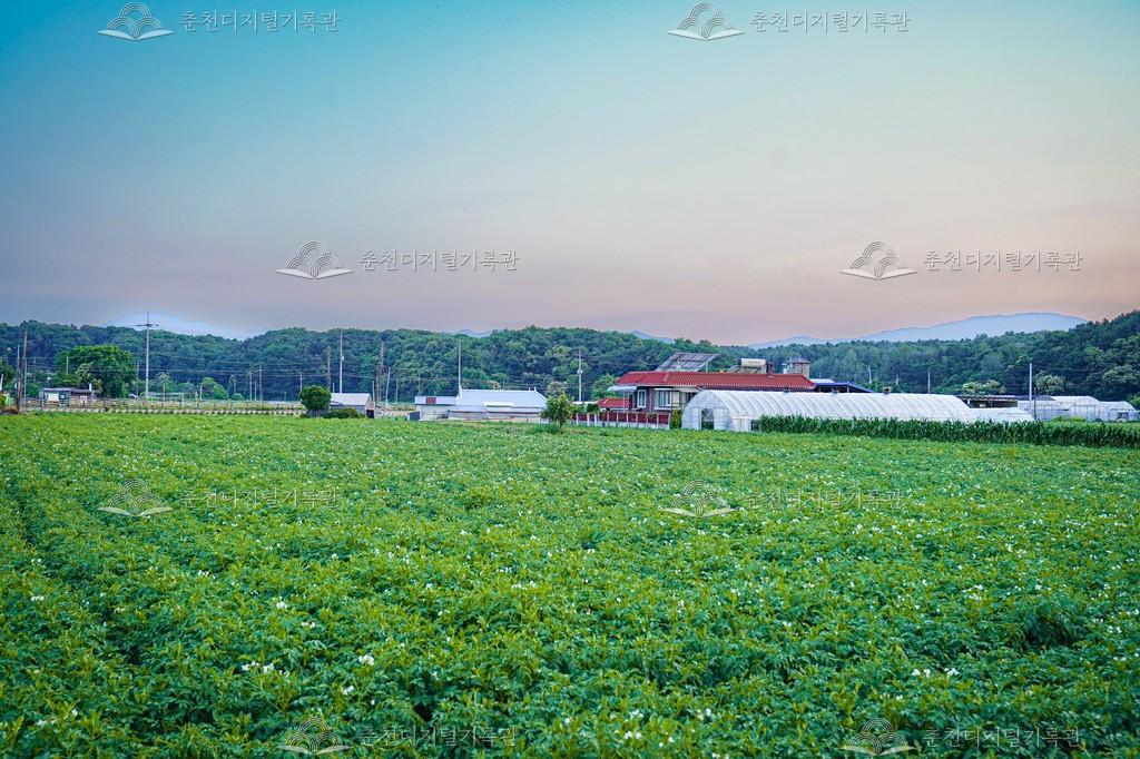 감자밭 전경 이미지