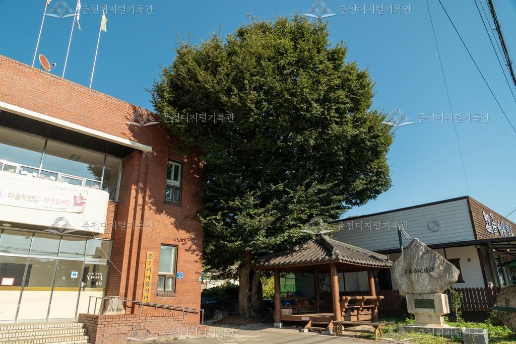 금병의숙 느티나무 이미지