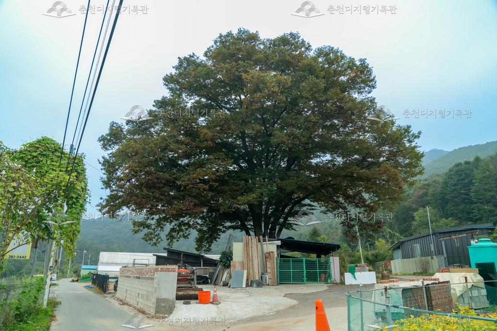 팔미리 느티나무 이미지