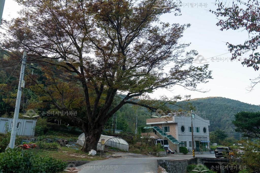 혈동리 느티나무 이미지