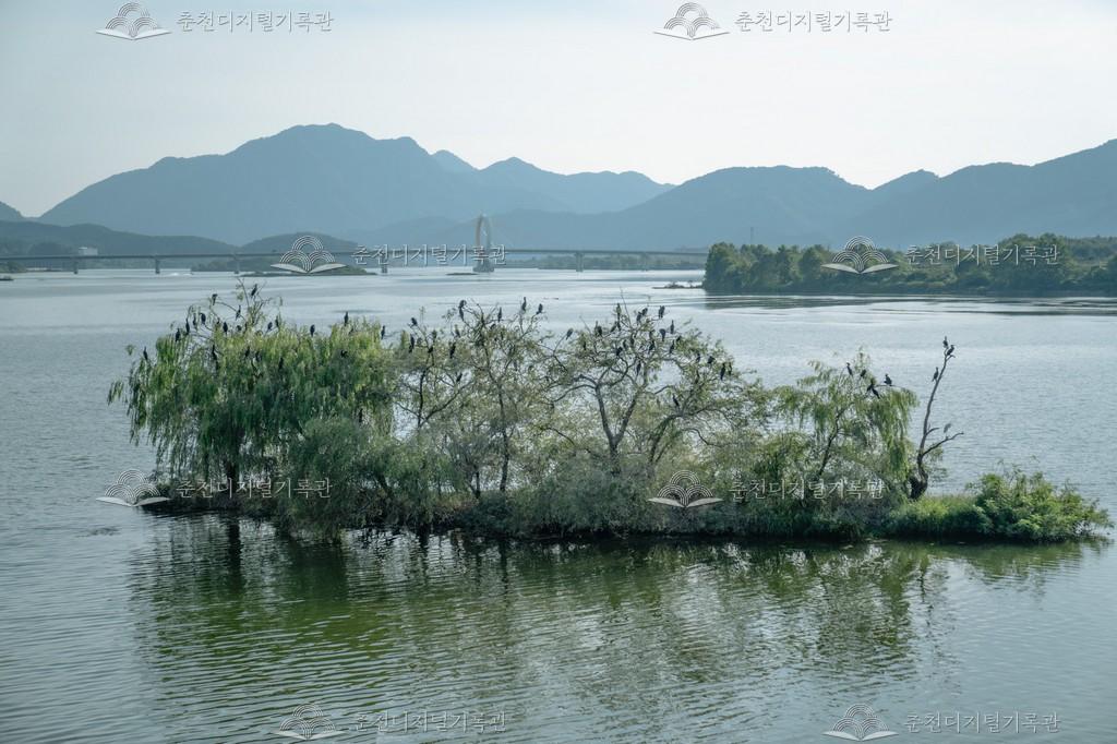 소양강의 민물가마우지 이미지