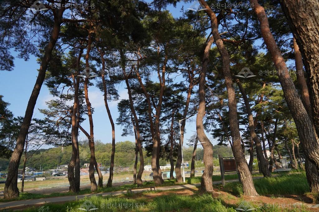 올미심금솔숲 이미지