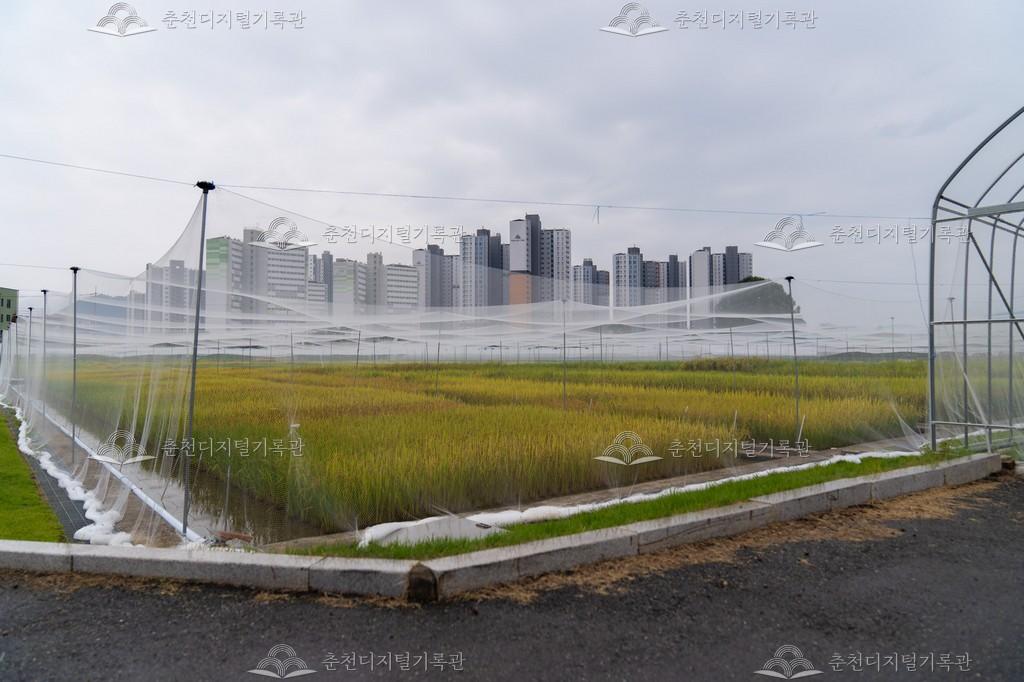 농촌진흥청 국립식량과학원 춘천출장소 이미지