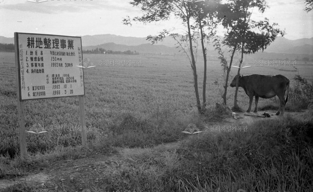 1960년대 경지정리사업 이미지