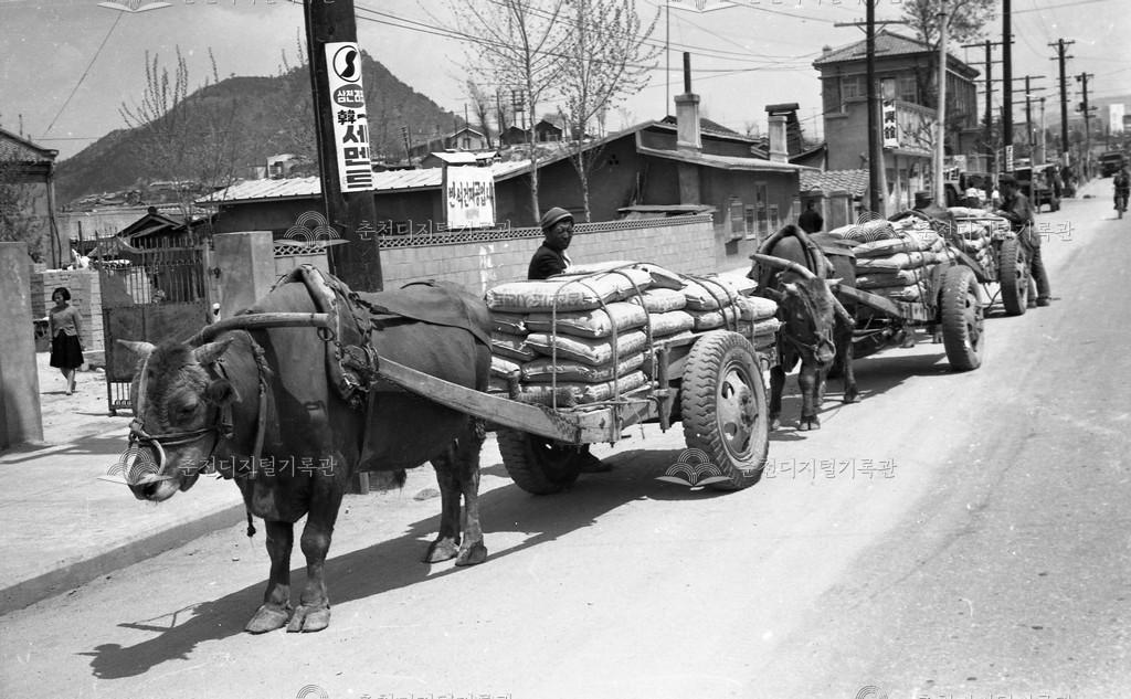 소양로 우마차 화물운반 모습 이미지
