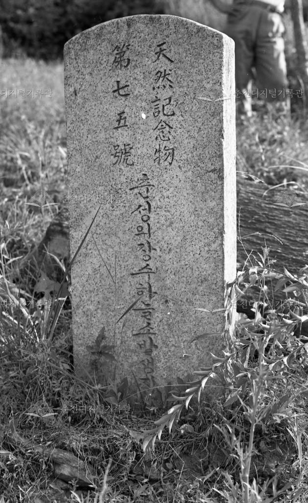 북산면 추곡리 장수하늘소 발생지 표지석 이미지