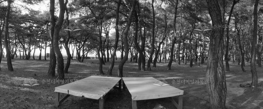 1990년대 동면 지내리 솔밭 이미지