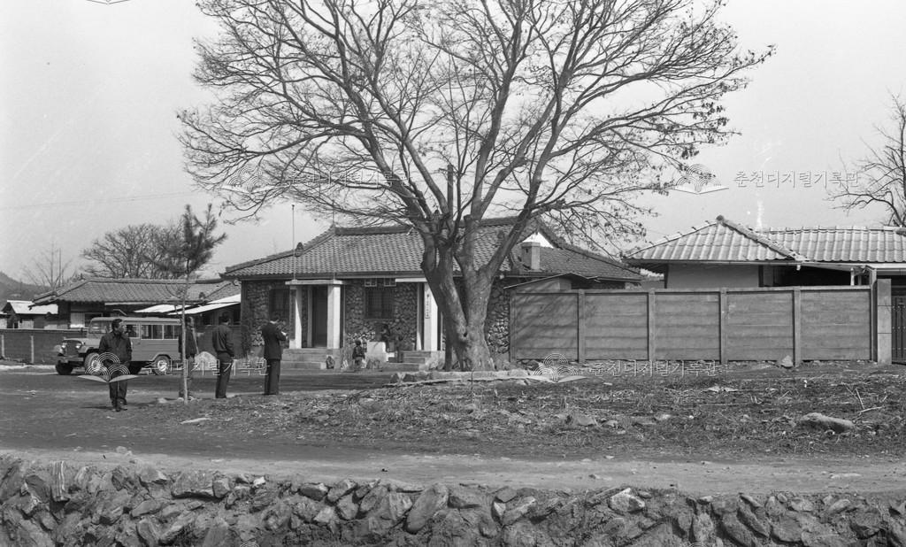 1980년대 신동면 증리 느티나무 이미지