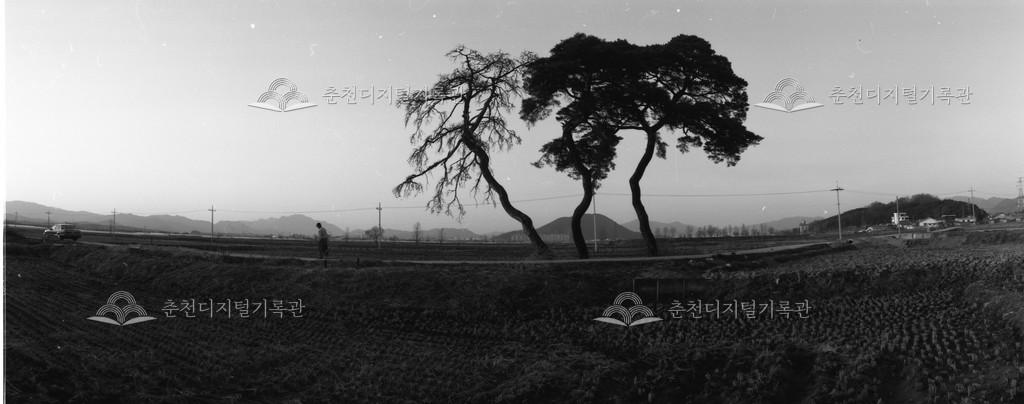 1980년대 올미마을 소나무 이미지