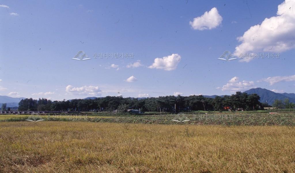 1990년대 올미솔밭 이미지