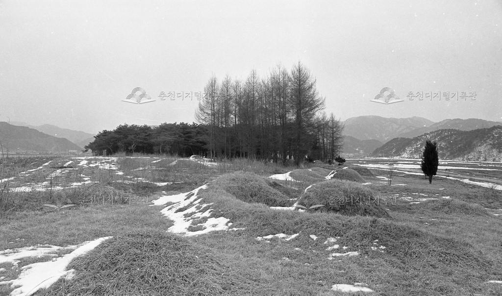 1980년대 올미솔밭 이미지