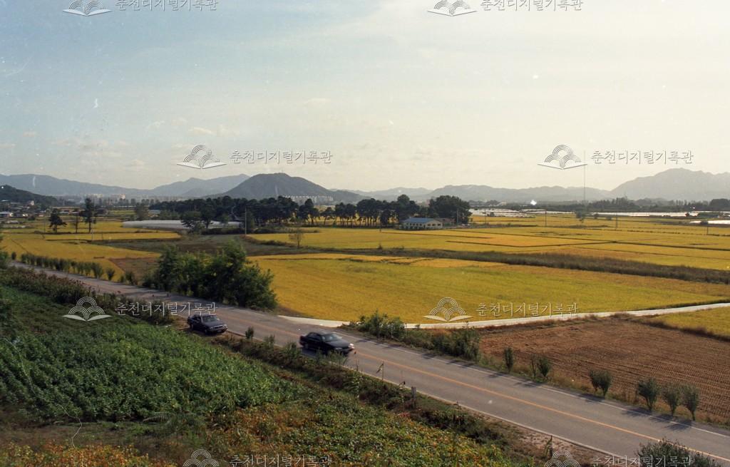 1980년대올미솔밭 이미지