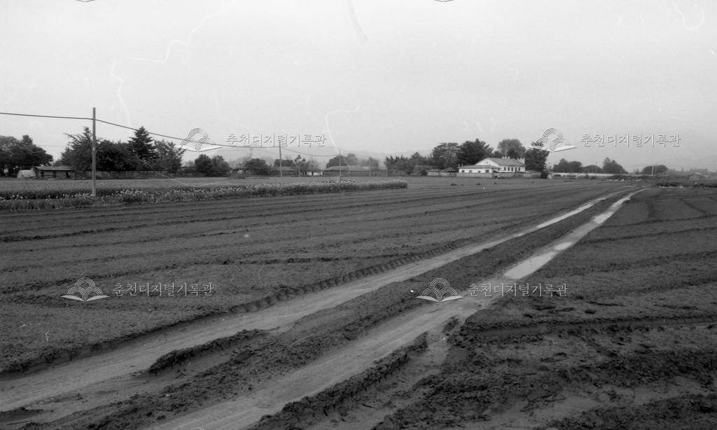 1980년대 하중도 이미지