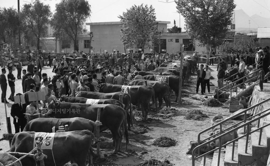 1970년대 퇴계동 우시장 이미지