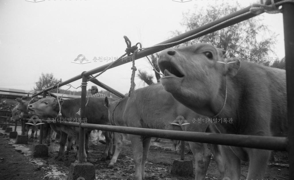 1980년대 퇴계동 우시장 이미지