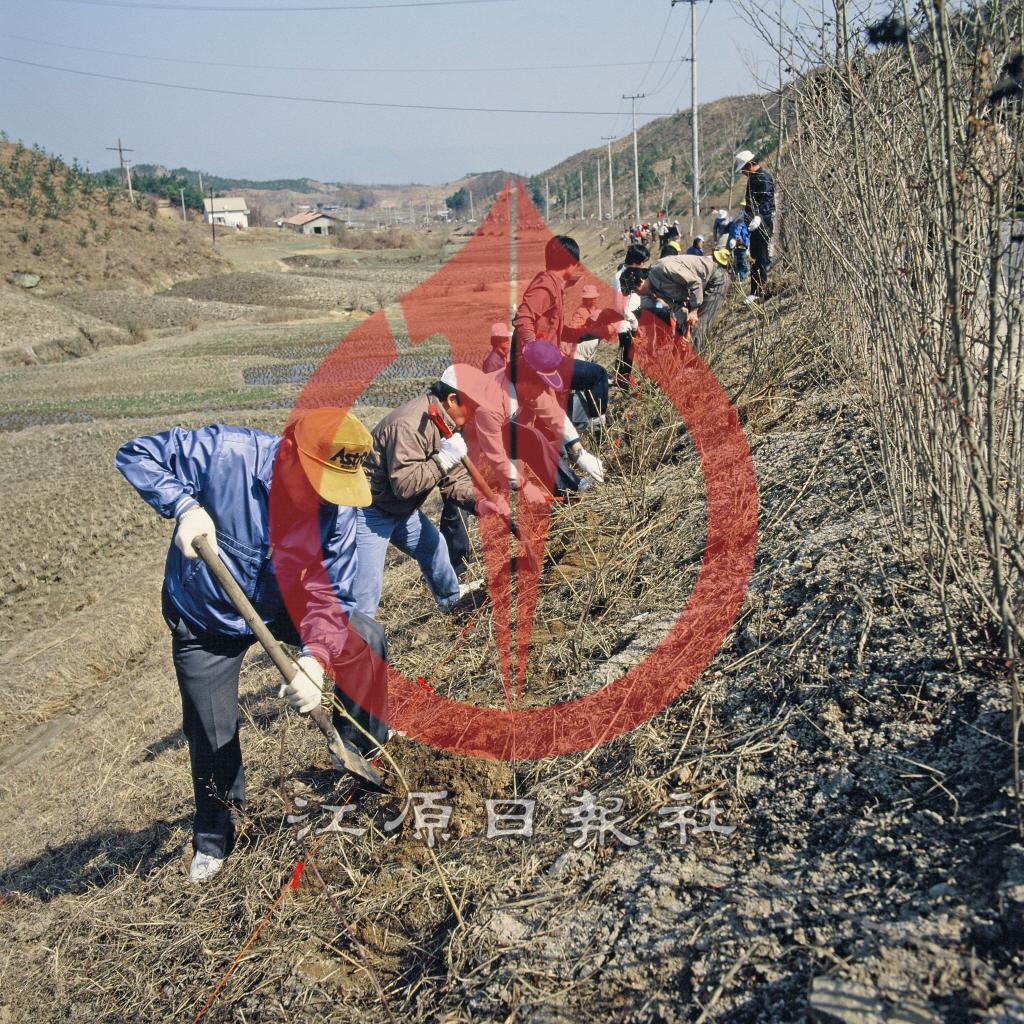 경춘국도변 식목행사 이미지