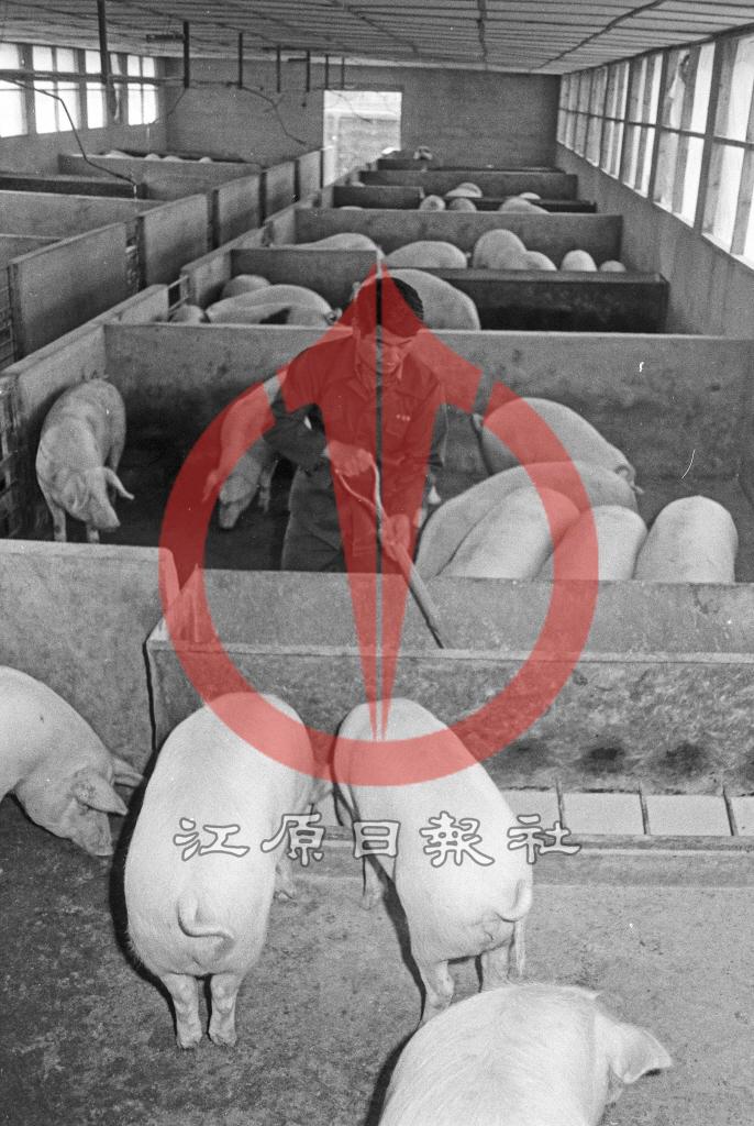 돼지사육농가 이미지