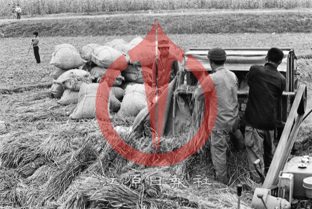 벼 탈곡 이미지