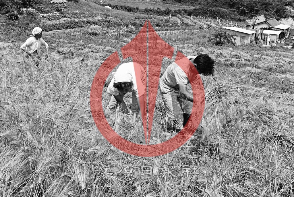 보리수확 이미지