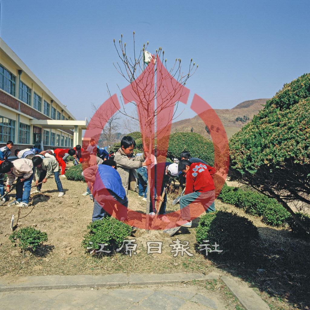 신남초등학교(신남국교) 학생 식목행사 이미지