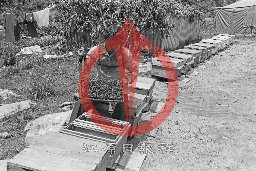 아카시아 양봉 이미지