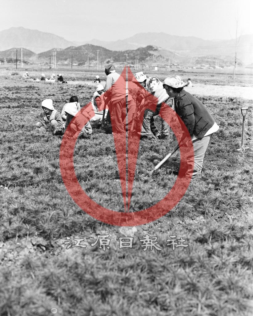 묘목장 굴취작업 이미지